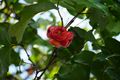 glenmore plantation - rose apple fruit