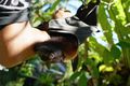 resident fruit bat