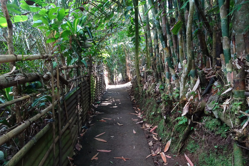 snakeskin fruit plantation - guided walk