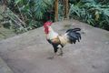 handsome rooster