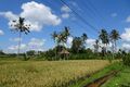 ubud - rice field landscapes