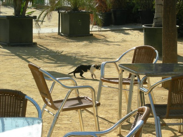 kitty in cafe