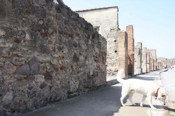 pompeii ruins dog