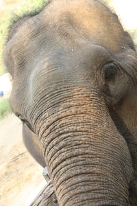 chiang dao elephant centre