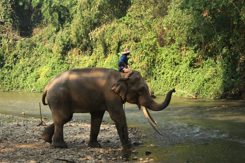 chiang mai - chiang dao elephant centre