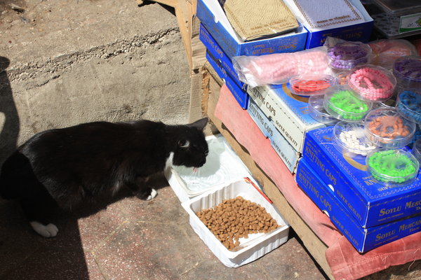 street cat food and water
