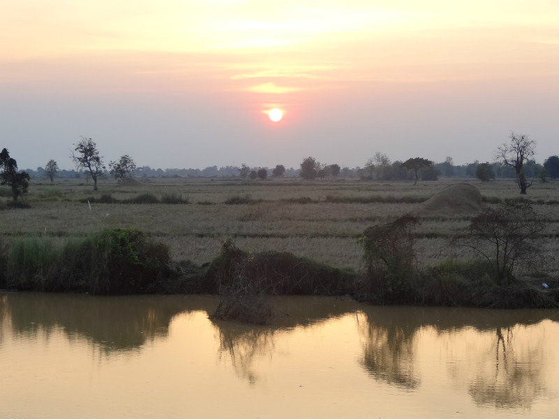 sunset over rice fields of battambang