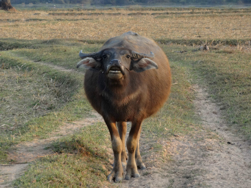 snarling buffalo