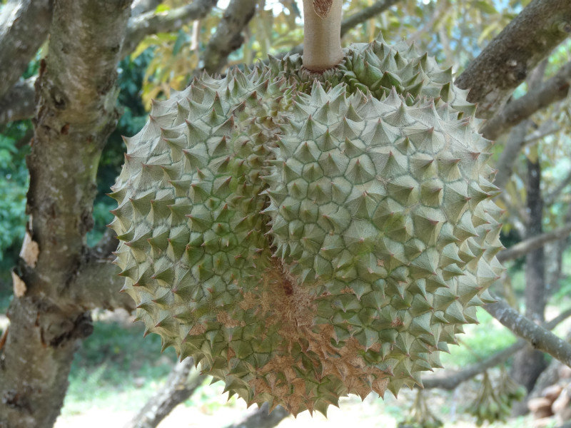 young durian