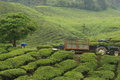 sungei palas tea garden