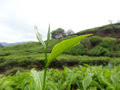 boh tea plantation