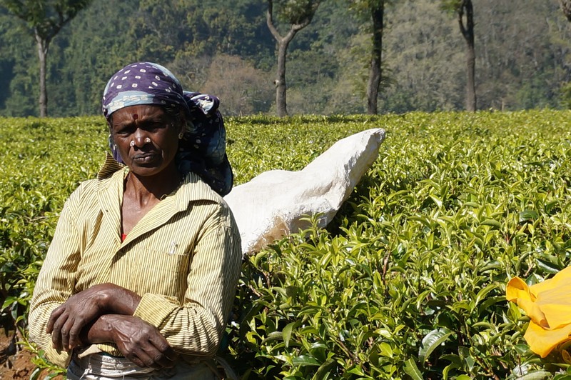 swarmy and swarmy tea plantation