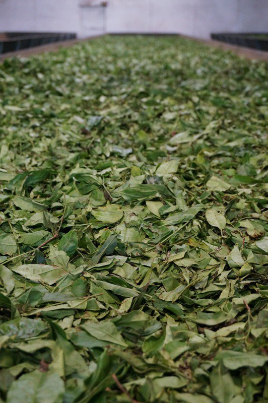 drying tea leaves