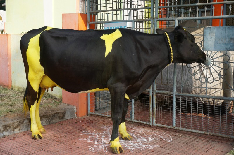 tumeric coloured cow