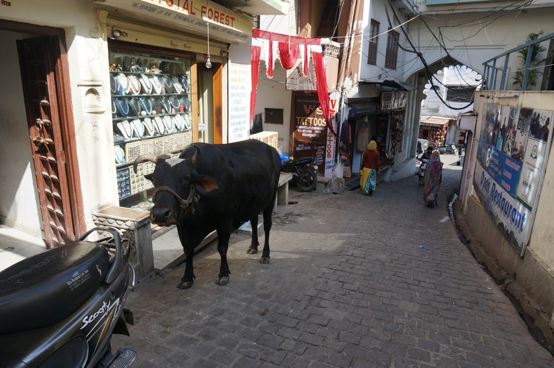 streets of udaipur