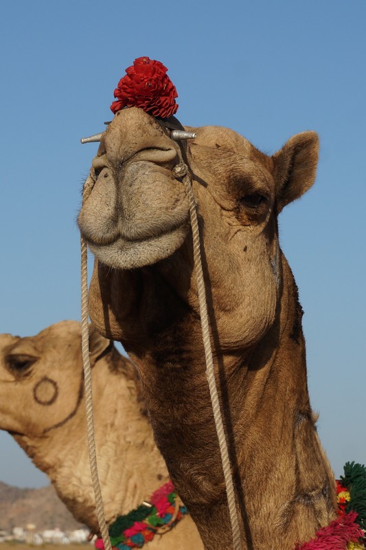 camel trek