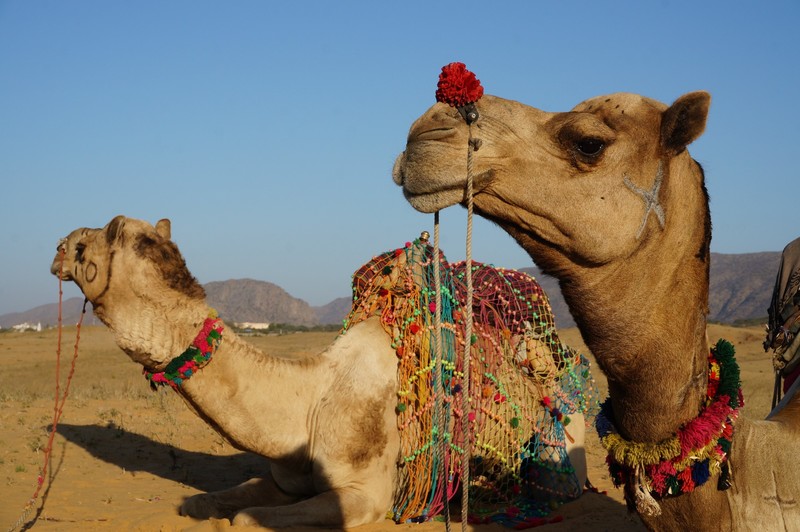 pushkar - camel trek