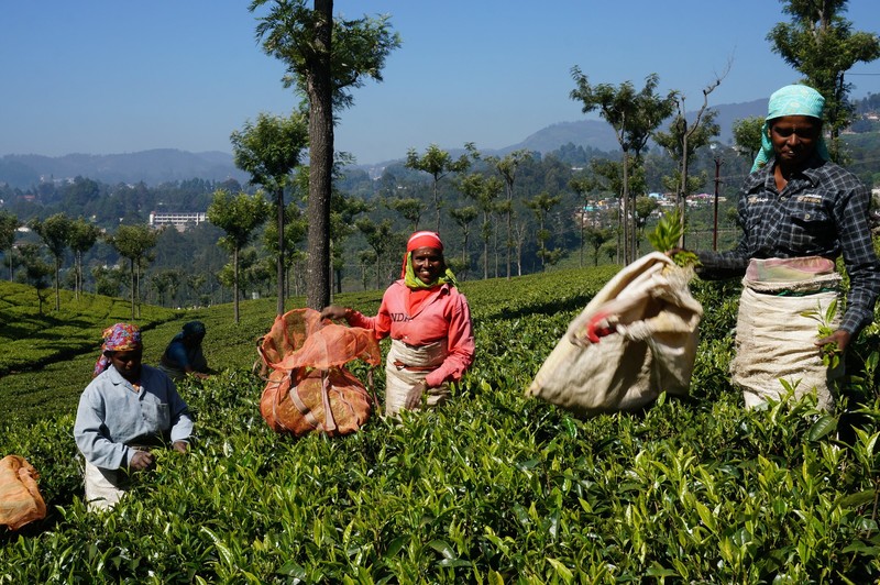 ooty - swarmy and swarmy tea plantation
