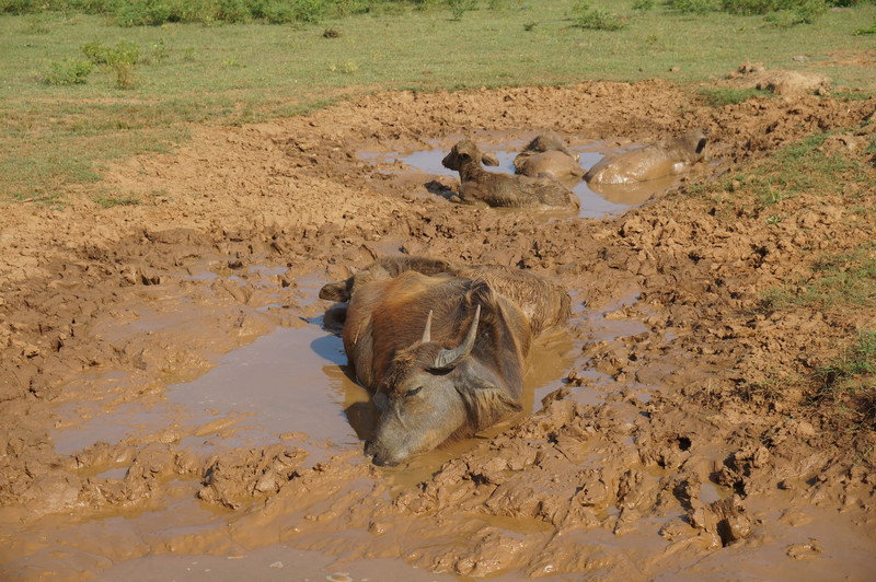 buffalo mud bath