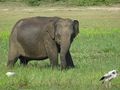 young mother elephant