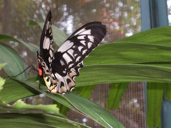 Sentosa Butterfly Park