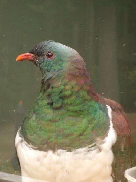 Bella the kereru (native pigeon)