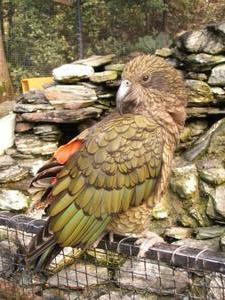 Kea: New Zealand's trickster alpine parrot
