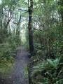 Awa Awa Rata Reserve - Pudding Hill Track