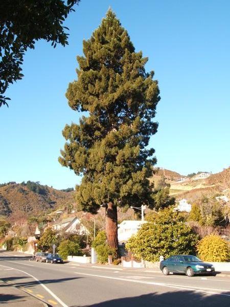 Californian Redwood at the bottom of Harper Street