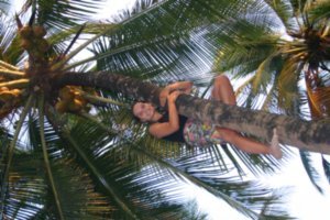 i climbed a coconut tree!