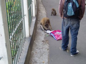 Monkey steals bag from local