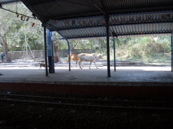 Cows at the train station