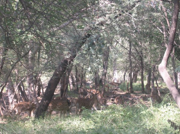 A herd of spotted deer.