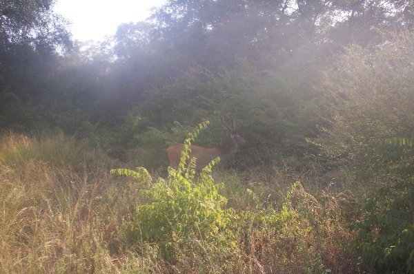 A barasingha deer