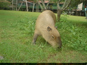 Chuchuka the Capybara