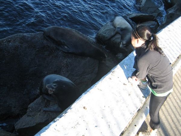 Amy likes seals