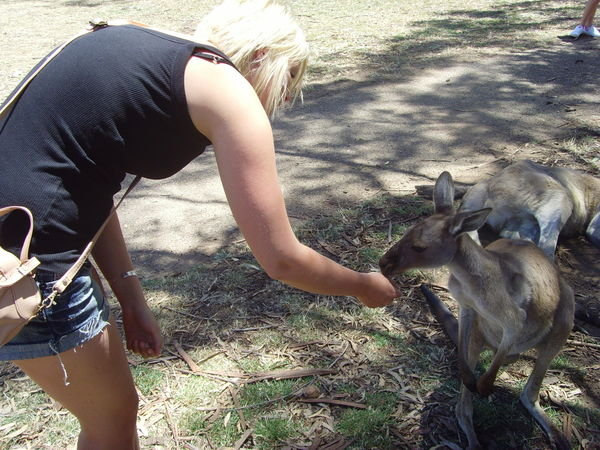 kangaroo chow...