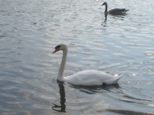 Swan on the Serpentine River
