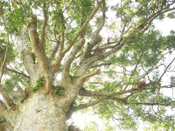 Kauri Treetop