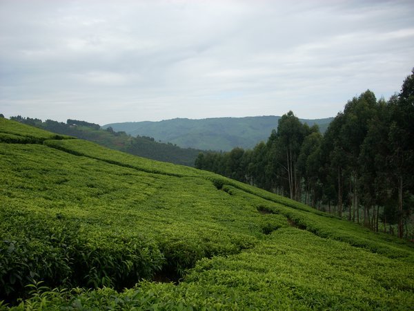 Tea Fields