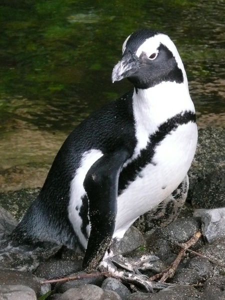 an African black footed penguin