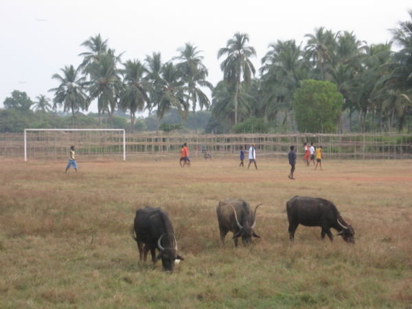 Football Goan Style!