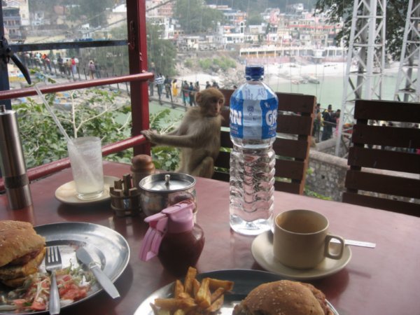 Monkey joins us for Lunch