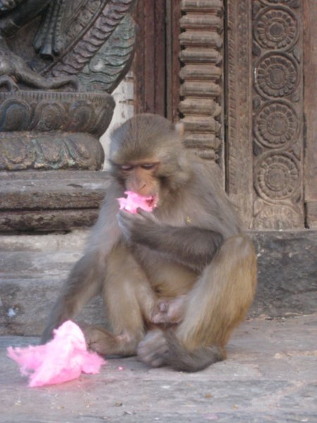 Monkey eating Candyfloss