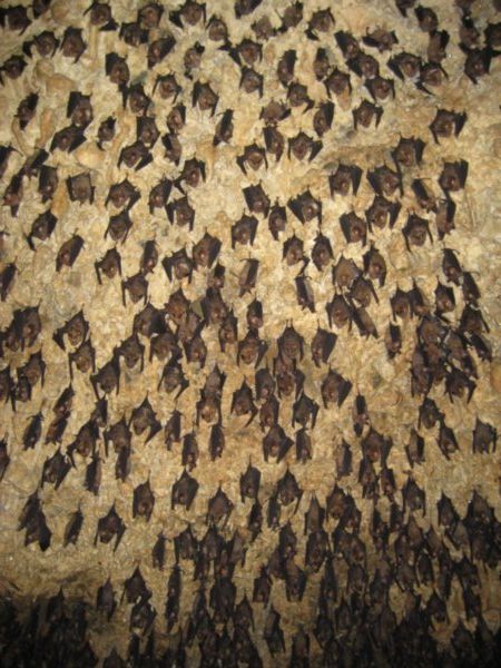Lots of Bats