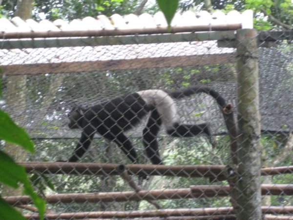 Cuc Phuong Primate Sanctuary