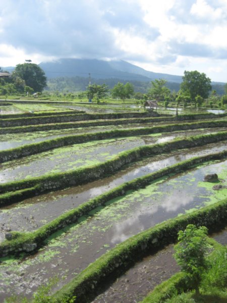 Tirtta Gangga Rice Field