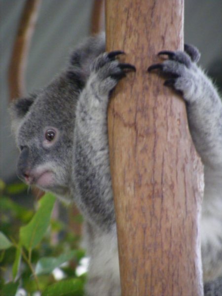 Cimbing Koala