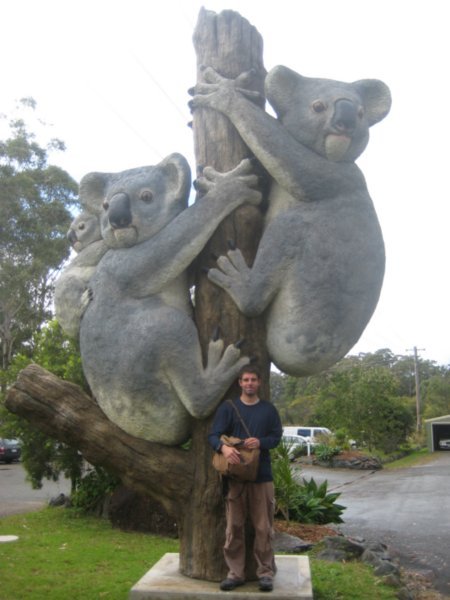 Freak Koalas