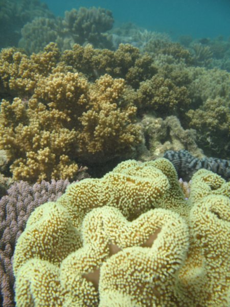 More coral